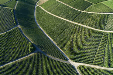 Deutschland, Bayern, Drohnenansicht eines grünen, weitläufigen Weinbergs im Sommer - RUEF02619