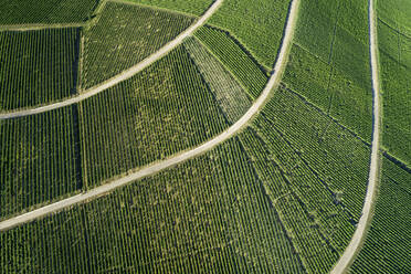 Deutschland, Bayern, Drohnenansicht eines grünen, weitläufigen Weinbergs im Sommer - RUEF02620
