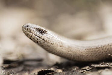 Close up of snake - JOHF08931