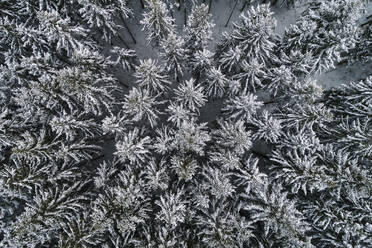 Frozen trees seen from above - JOHF08958