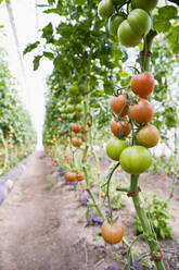 Ripe tomatoes on bush - JOHF08961