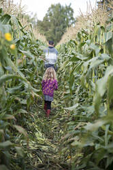 Walking through corn field - JOHF09033