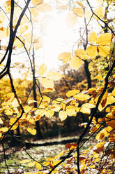 Gelbe Blätter am Baum - JOHF09041