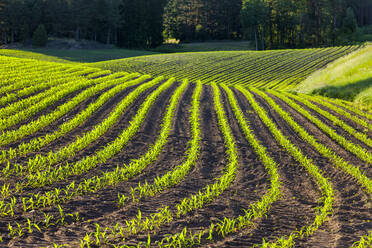 Grünes Feld - JOHF09071