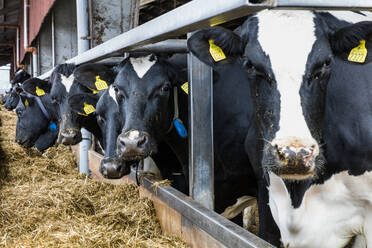 Cows in dairy farm - JOHF09078