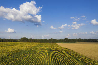 Deutschland, Brandenburg, Drohnenansicht eines Sonnenblumenfeldes im Sommer mit Windkraftanlagen im Hintergrund - ASCF01090