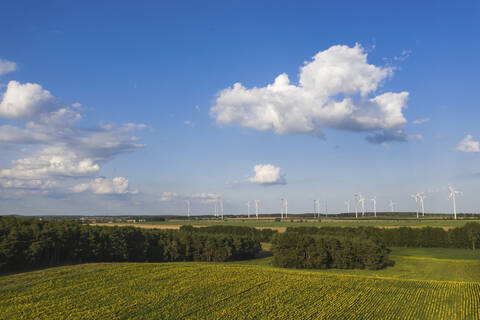 Deutschland, Brandenburg, Drohnenansicht eines Sonnenblumenfeldes im Sommer mit Windkraftanlagen im Hintergrund, lizenzfreies Stockfoto