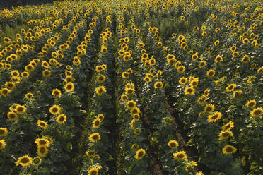 Germany, Brandenburg, Drone view of sunflowers blooming in field - ASCF01095