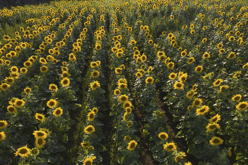Deutschland, Brandenburg, Drohnenaufnahme von blühenden Sonnenblumen im Feld - ASCF01095