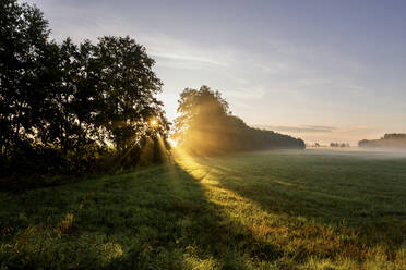 Germany, Brandenburg, Countryside meadow at foggy sunrise - ASCF01102