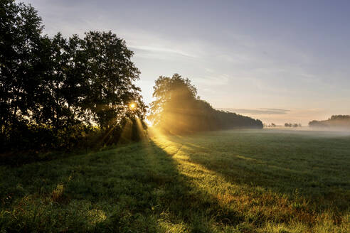 Deutschland, Brandenburg, Ländliche Wiese bei nebligem Sonnenaufgang - ASCF01102