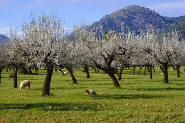 Spanien, Balearen, Bunyola, Schafherde weidet im Mandelgarten der Serra de Tramuntana - SIEF09531