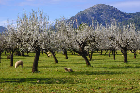 Spain, Balearic Islands, Bunyola, Flock of sheep grazing in almond orchard of Serra de Tramuntana - SIEF09531