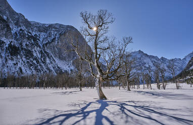 Bäume gegen die Sonne, Großer Ahornboden, Bayern, Deutschland - MRF02358