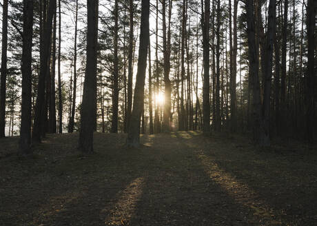 Litauen, Kernave, Untergehende Sonne, die durch die Äste der Waldbäume scheint - AHSF01893