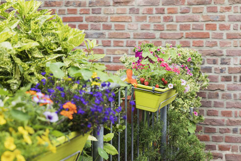 Erdbeeren und verschiedene Blumen wachsen im Sommer im Blumenkasten - GWF06447