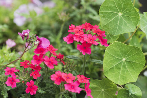 Verbena, Kapuzinerkresse, Nemesia und Gartenkosmos (Cosmos bipinnatus) blühen im Sommer, lizenzfreies Stockfoto