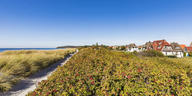 Deutschland, Mecklenburg-Vorpommern, Vitte, Küstenflora mit Sommerhäusern im Hintergrund - WDF05808