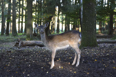 Deutschland, Bayern, Porträt eines europäischen Rehkitzes (Capreolus capreolus) im Wald stehend - AXF00835