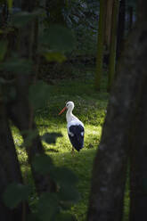 Deutschland, Bayern, Poing, Rückansicht eines auf einem Bein stehenden Storches im Wald - AXF00837