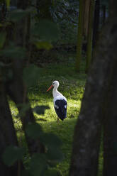Germany, Bavaria, Poing, Rear view of stork standing on one leg in forest - AXF00837