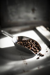 Scoop of roasted coffee beans - MAEF12971