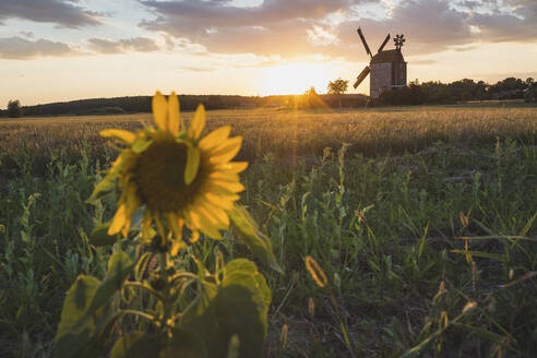 Deutschland, Brandenburg, Einzelne Sonnenblume auf einem Feld bei Sonnenuntergang mit Windmühle im Hintergrund - ASCF01105