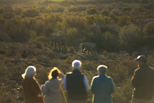 Safari-Gruppe beobachtet Elefanten im sonnigen Wildreservat - CAIF23747