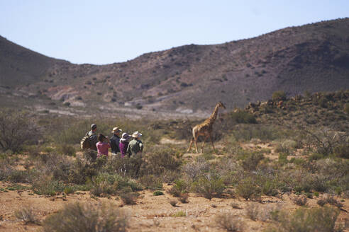 Safari-Gruppe beobachtet Giraffen im sonnigen Wildschutzgebiet in Südafrika - CAIF23773
