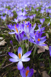 Lila Krokusblüten auf der Wiese blühen - JTF01468