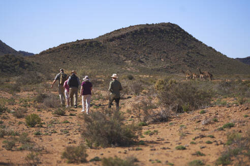 Safaritour-Gruppe geht auf Giraffen zu Südafrika zu - CAIF23978