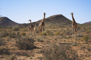 Giraffen im sonnigen, abgelegenen Grasland Sanbona Kapstadt Südafrika - CAIF23994