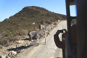 Safari-Fahrzeug fährt an Zebras auf sonniger Straße vorbei Südafrika - CAIF24056