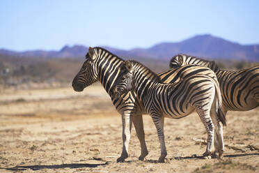 Zebras im sonnigen Naturschutzgebiet - CAIF24068
