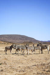 Zebras im sonnigen Wildschutzgebiet Sanbona Kapstadt Südafrika - CAIF24071