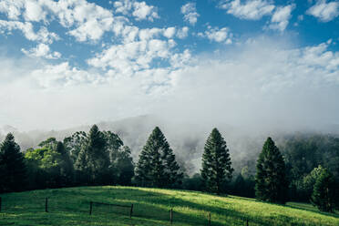 Tranquil scene fog break over sunny green trees Taree Australia - CAIF24200