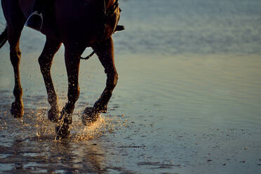 Horse running splashing in ocean surf - CAIF24262
