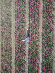 A men in a flower Tulip field in the netherlands from above - CAVF74763