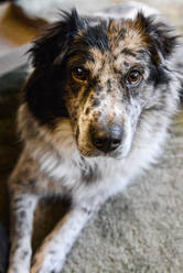 Nahaufnahme, Vollbild von Australian Shepherd Dog, der in die Kamera schaut - CAVF74961