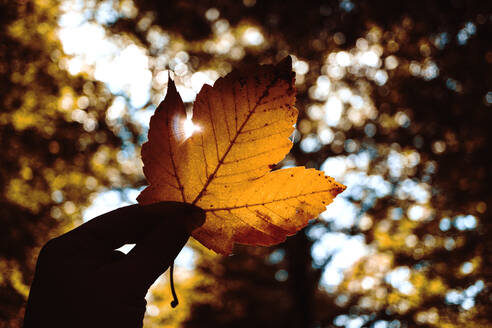 Ein Mann hält ein Blatt in der Hand. Die Sonne fällt durch die Blätter. Bokeh. Herbststimmung mit Streulicht - CAVF74979