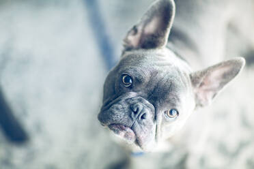 Portrait of French bulldog at home - ISF23764