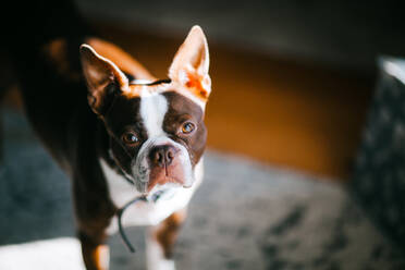 Porträt einer französischen Bulldogge zu Hause - ISF23765