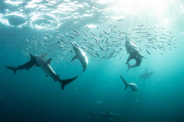 Sardine baitballs being hit by multiple predators - ISF23767