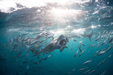 Sardine baitballs being hit by multiple predators - ISF23768