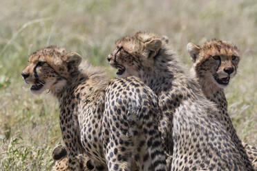 Gepardenjunge (Acynonix jubatus), Seronera, Serengeti-Nationalpark, Tansania - ISF23780