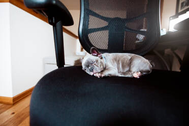 French bulldog puppy sleeping on office chair - ISF23824