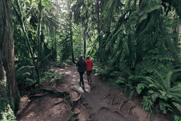 Freunde beim Spaziergang im Wald, Cathedral Grove, British Columbia, Kanada - ISF23841