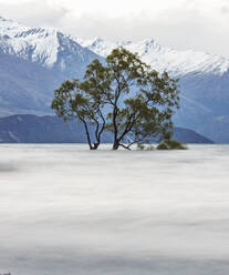 Flooded wanaka tree in lake with large snowy mountains in distance - CAVF74995