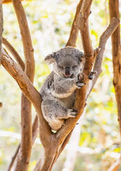 A koala sleeping in a tree in New South Wales - CAVF74996