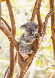 Ein Koala schläft in einem Baum in New South Wales - CAVF74996